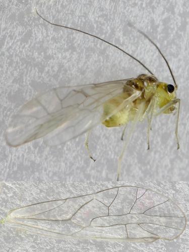 Stenopsocus immaculatus